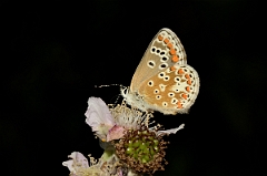 David Plant Photography - Wildlife Photography - Common blue - F
